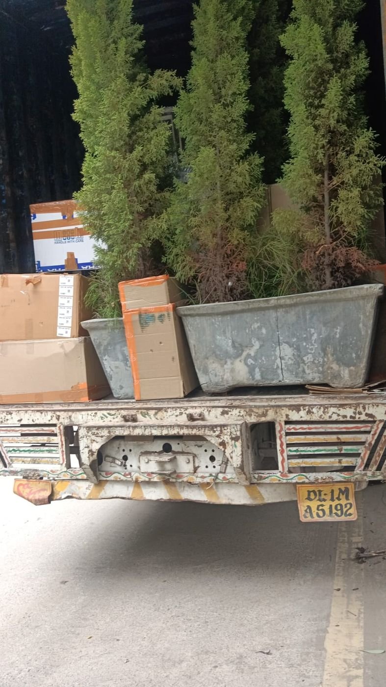 Truck tailgate loaded with potted plants and cartons for a household move